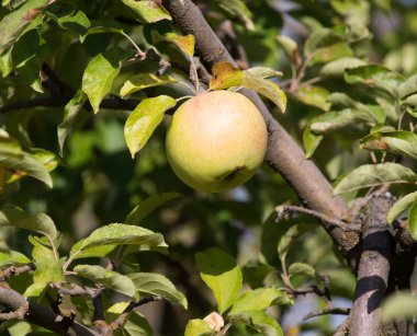 Olgun elmalar doğada ağaçta