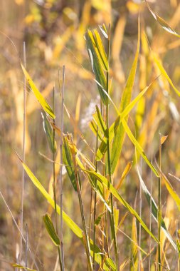 bulrush sonbahar doğa arka plan olarak