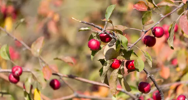 Manzana roja en el árbol en la naturaleza —  Fotos de Stock