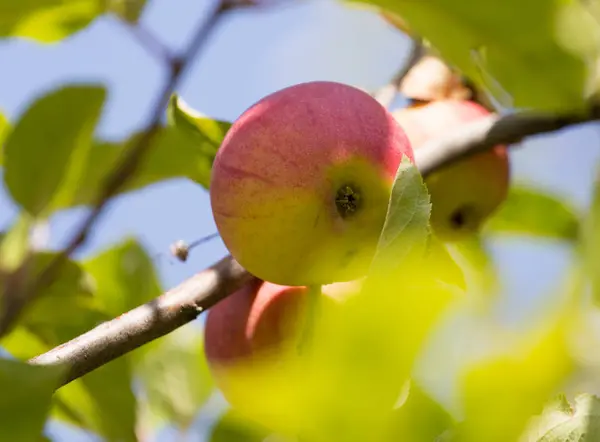 Rött äpple på trädet i naturen — Stockfoto