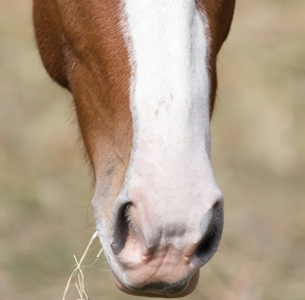 Cavalo no pasto comendo grama — Fotografia de Stock