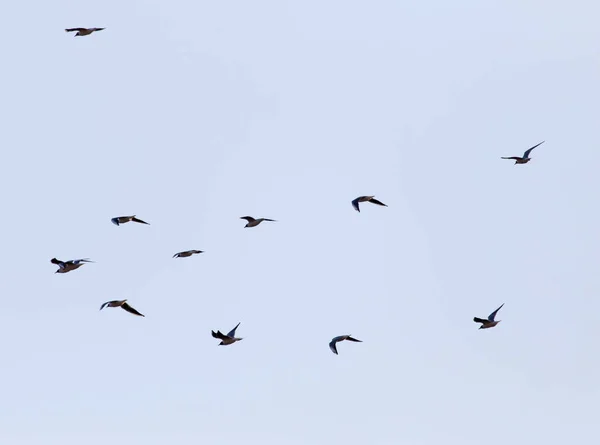 Una bandada de gaviotas en el cielo — Foto de Stock