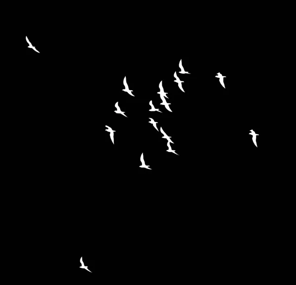 在黑色背景上的一群鸟 — 图库照片