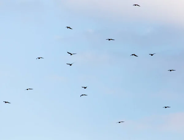 En flock måsar som flyger i skyn — Stockfoto