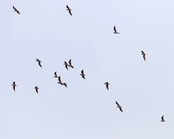 Eine Schar Möwen fliegt in den Himmel — Stockfoto