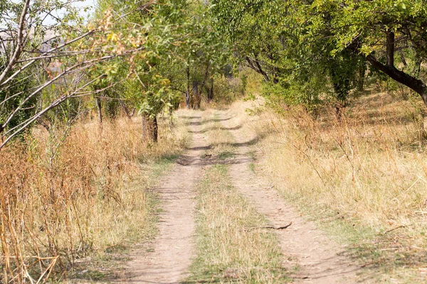 Un camino de tierra en un jardín al aire libre — Foto de Stock