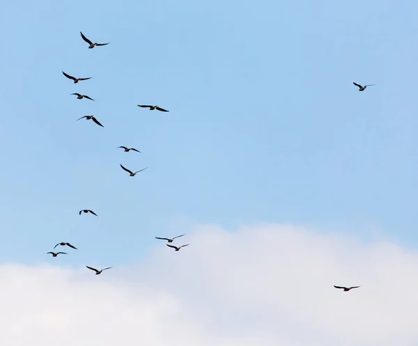 Eine Schar Möwen fliegt in den Himmel — Stockfoto