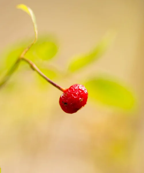 Rosa mosqueta roja en la naturaleza. macro — Foto de Stock