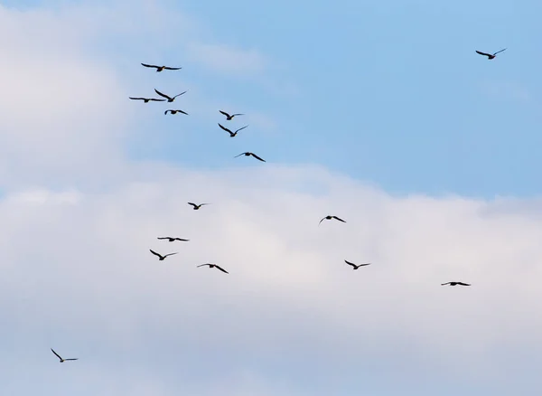 Una bandada de gaviotas volando en el cielo — Foto de Stock