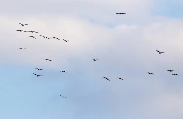 Una bandada de gaviotas volando en el cielo — Foto de Stock