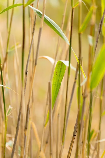 Lisdodde herfst natuur als achtergrond — Stockfoto