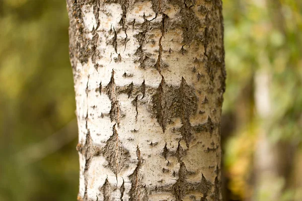 Tronco de un árbol en un parque en la naturaleza —  Fotos de Stock