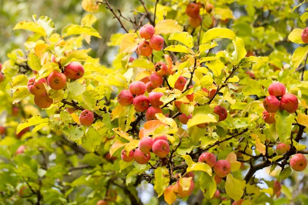 Mogna äpplen på trädet i naturen — Stockfoto