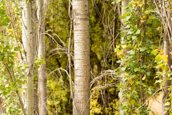 Tronco de un árbol en un parque en la naturaleza — Foto de Stock