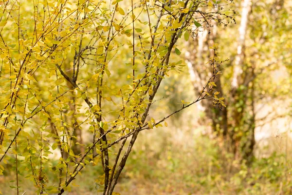 Hojas coloridas en un árbol en otoño —  Fotos de Stock