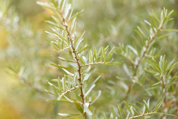 Hojas pequeñas en las plantas arbustivas en la naturaleza — Foto de Stock