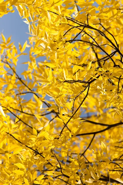 Hojas amarillas en el árbol contra el cielo azul — Foto de Stock