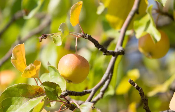 Reife Äpfel am Baum in der Natur — Stockfoto