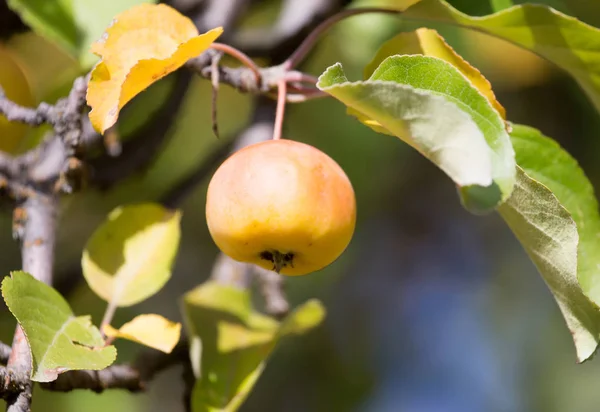 Dojrzałe jabłka na drzewie w przyrodzie — Zdjęcie stockowe