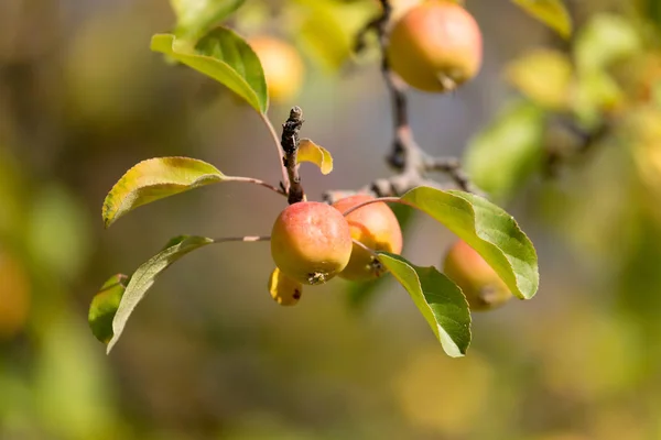 自然界中树上成熟的苹果 — 图库照片