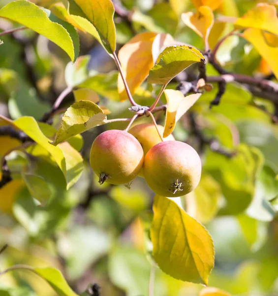 Mogna äpplen på trädet i naturen — Stockfoto