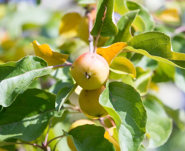 Manzanas maduras en el árbol en la naturaleza — Foto de Stock