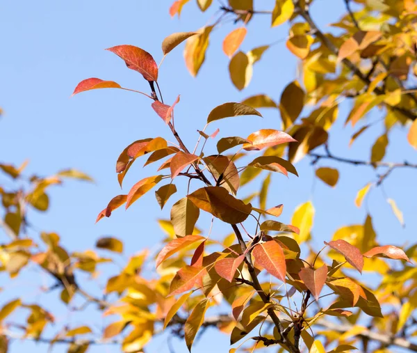 Foglie gialle sugli alberi autunnali contro il cielo blu — Foto Stock
