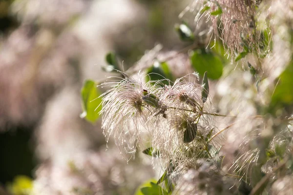 Pianta soffice in natura come sfondo — Foto Stock