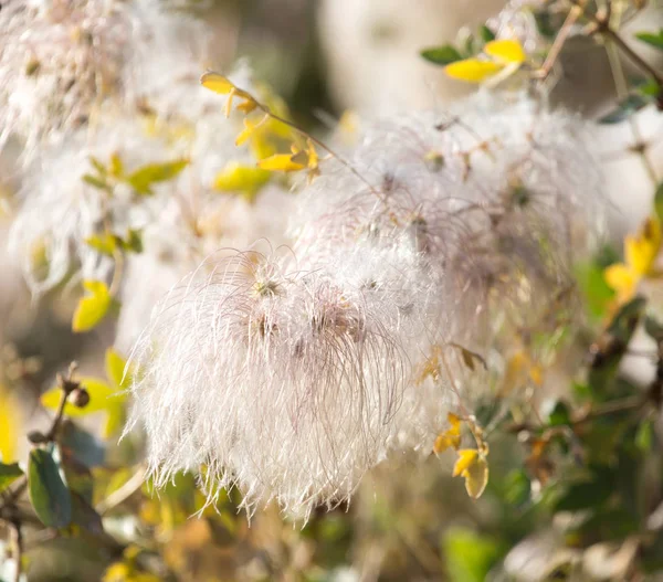 Fluffy plant in nature as a background — Stock Photo, Image