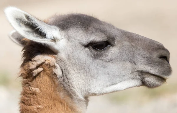 Ritratto di un lama in natura — Foto Stock