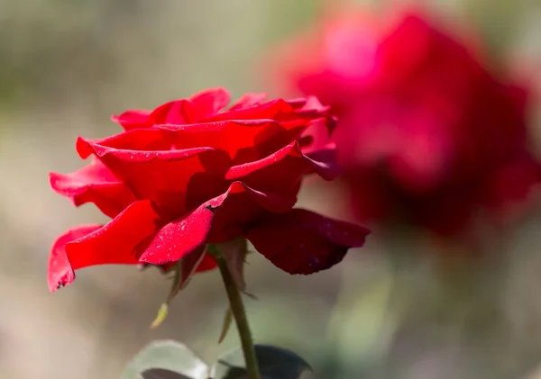 Hermosa rosa roja en la naturaleza —  Fotos de Stock