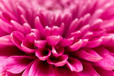 arka plan olarak krizantem kırmızı çiçek. Kapat