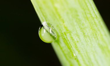 Taze yeşil filizlere su damlıyor. Süper Makro