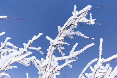 Mavi gökyüzüne karşı kardaki bir ağacın dalı