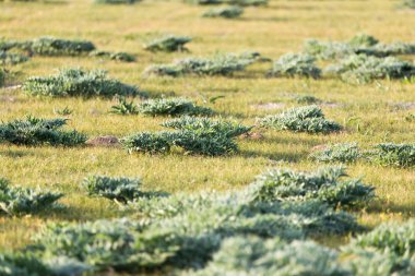 Kazakistan 'ın bozkırlarında bahar