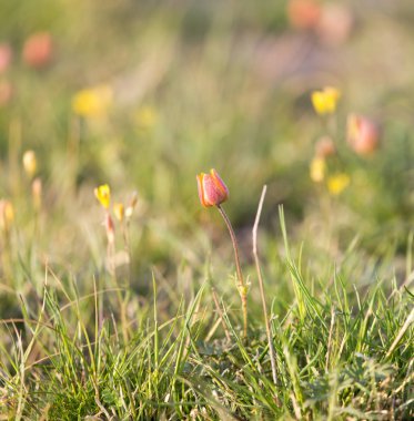 Çölde, doğada bir çiçek