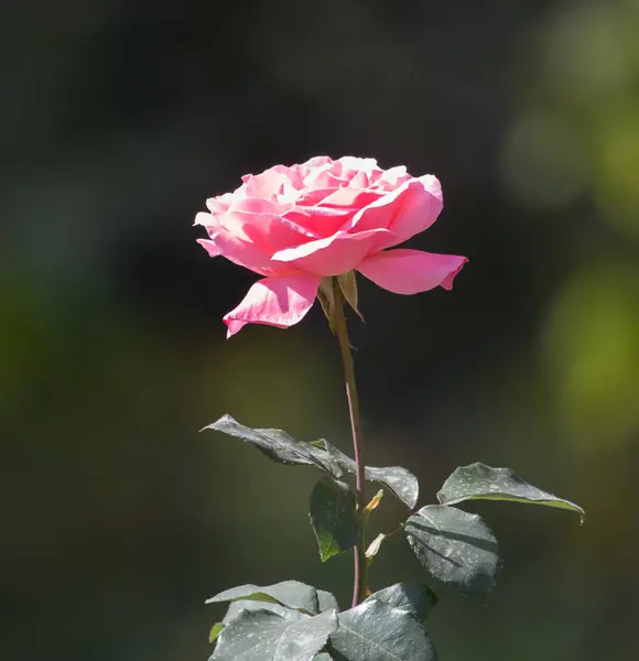 Rosa roja clara con brotes sobre un fondo de un arbusto verde —  Fotos de Stock