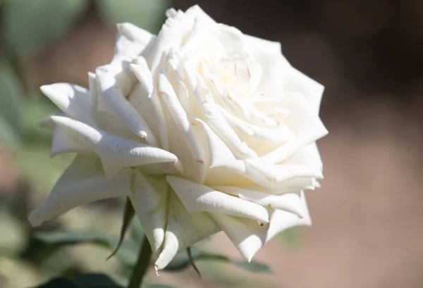 Rosa branca bonita na natureza — Fotografia de Stock