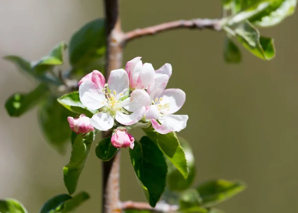 Vackra blommor på trädet i naturen — Stockfoto