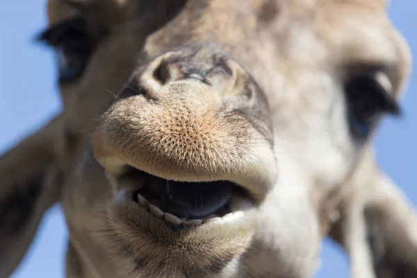 Portrait of a giraffe against the blue sky — Stock Photo, Image