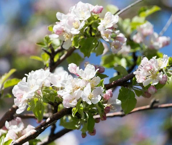 Красивые цветы на яблоне в природе — стоковое фото