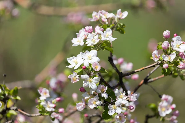 Belles fleurs sur le pommier dans la nature — Photo