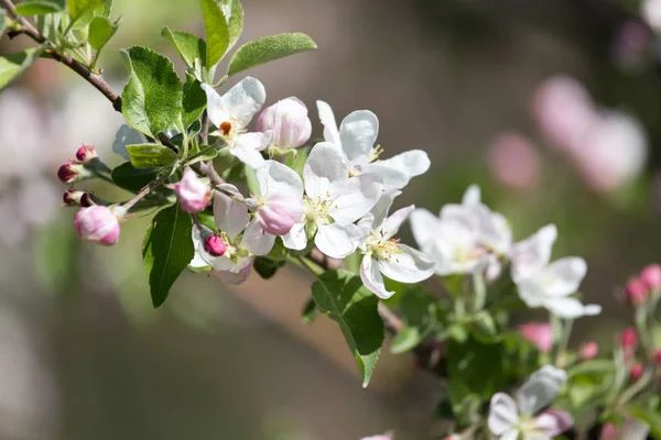 Krásné květiny na jabloni v přírodě — Stock fotografie