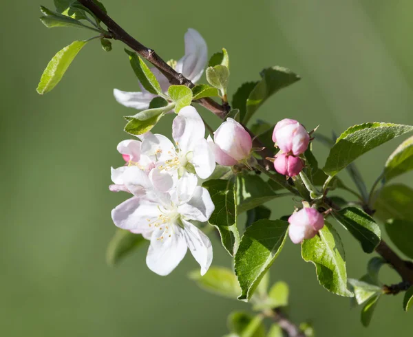 Schöne Blumen auf dem Apfelbaum in der Natur — Stockfoto