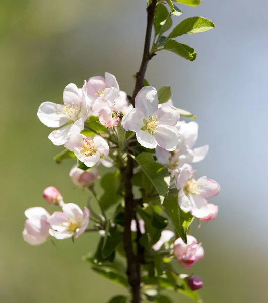 Bellissimi fiori sul melo in natura — Foto Stock