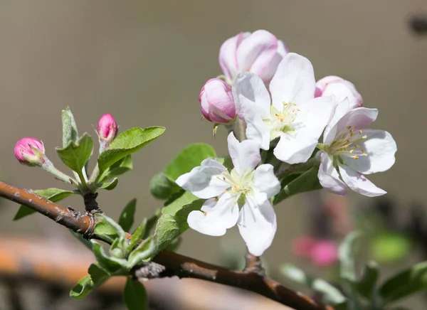 Flores bonitas na árvore de maçã na natureza — Fotografia de Stock