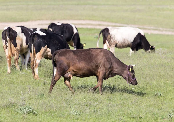 Mucche al pascolo — Foto Stock