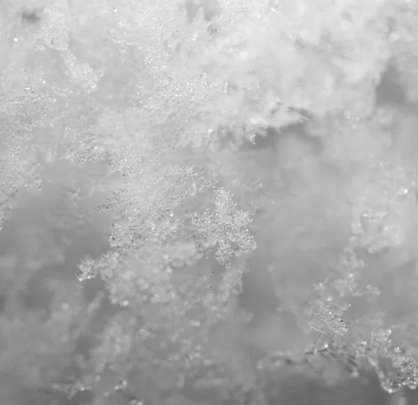 Flocons de neige. super macro — Photo