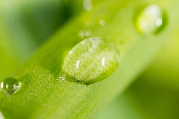 Gotas de água no tiro verde fresco. Super Macro — Fotografia de Stock