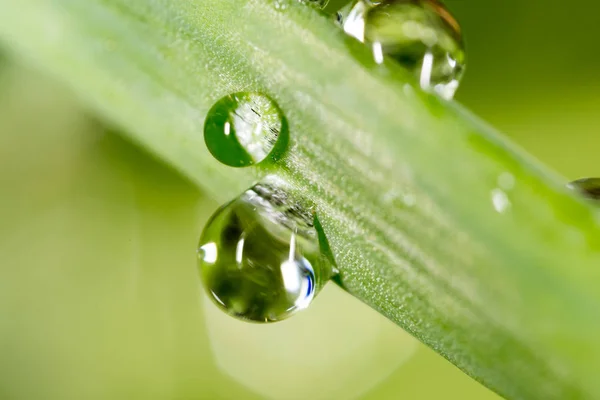 Waterdruppels op de verse groene scheut. Super Macro — Stockfoto